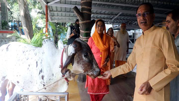 मुख्यमंत्री श्री चौहान ने विश्व पशु कल्याण दिवस पर गौ-सेवा की